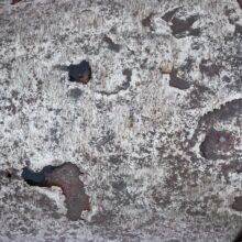 Medieval Armor 15th c. Italy