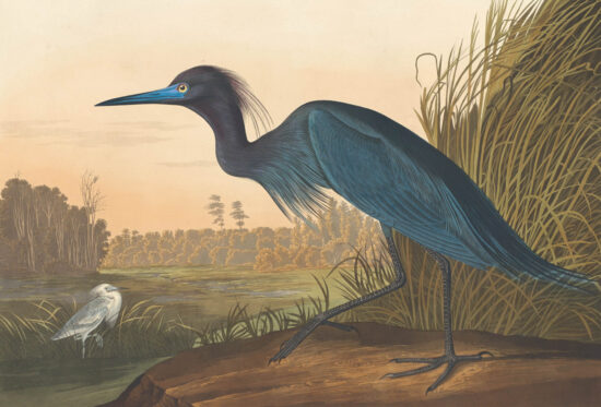 Blue Crane or Heron by Robert Havell, Jr.
